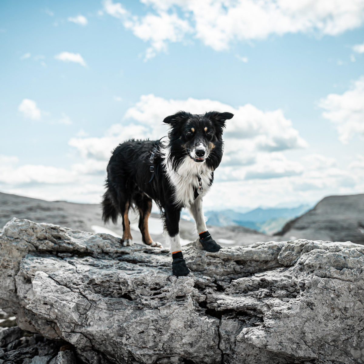 Protector Booties Black/Orange