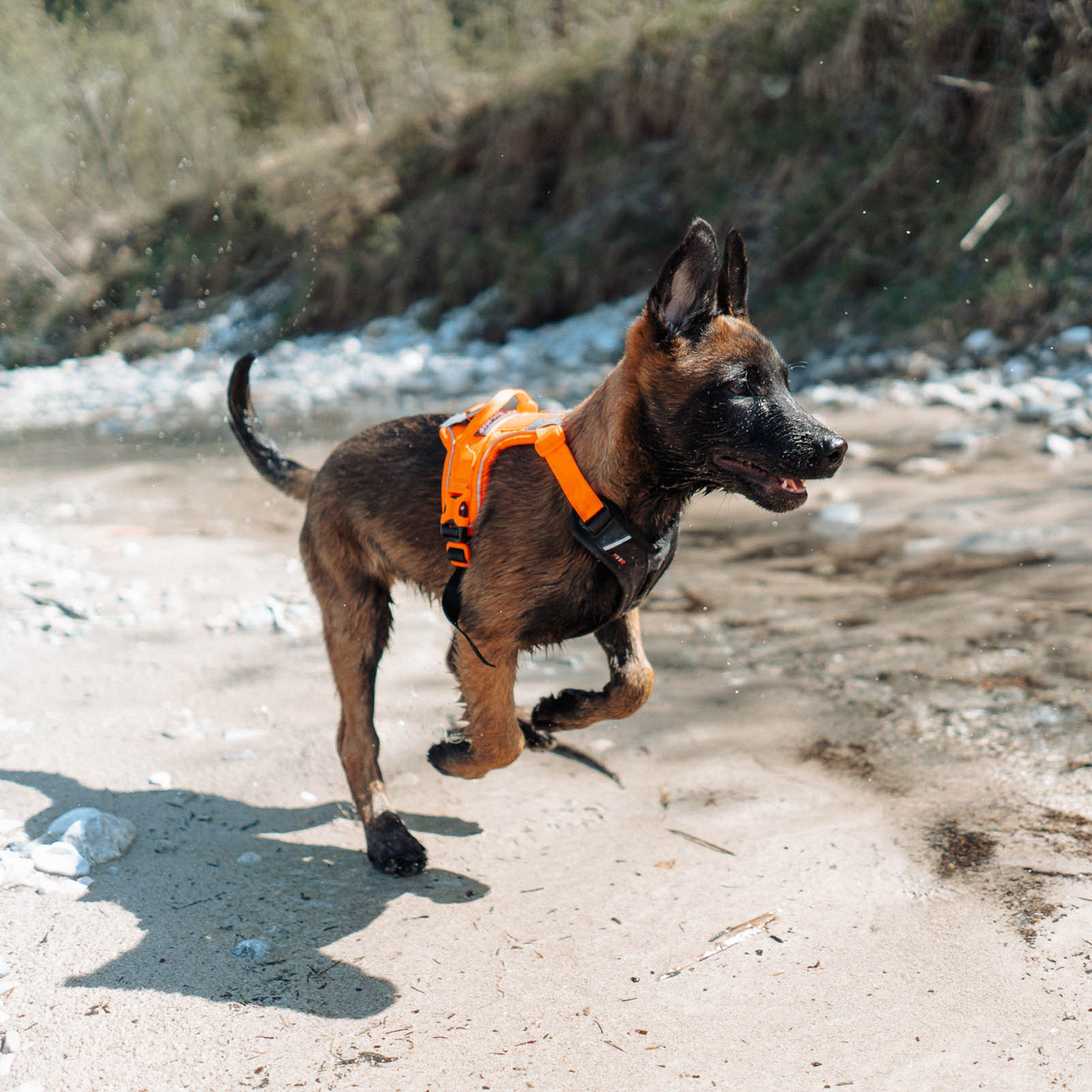 Ramble Harness Black/Orange