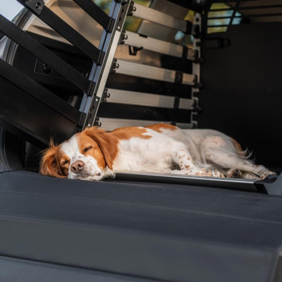 Dog Mat Black Standard