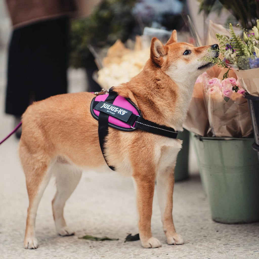 IDC K9 Powerharness Pink Mini