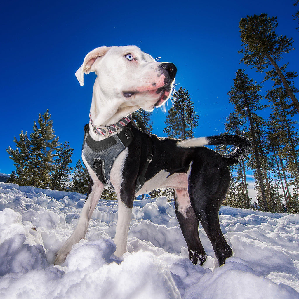 Journey Air Dog Harness Black/Grey