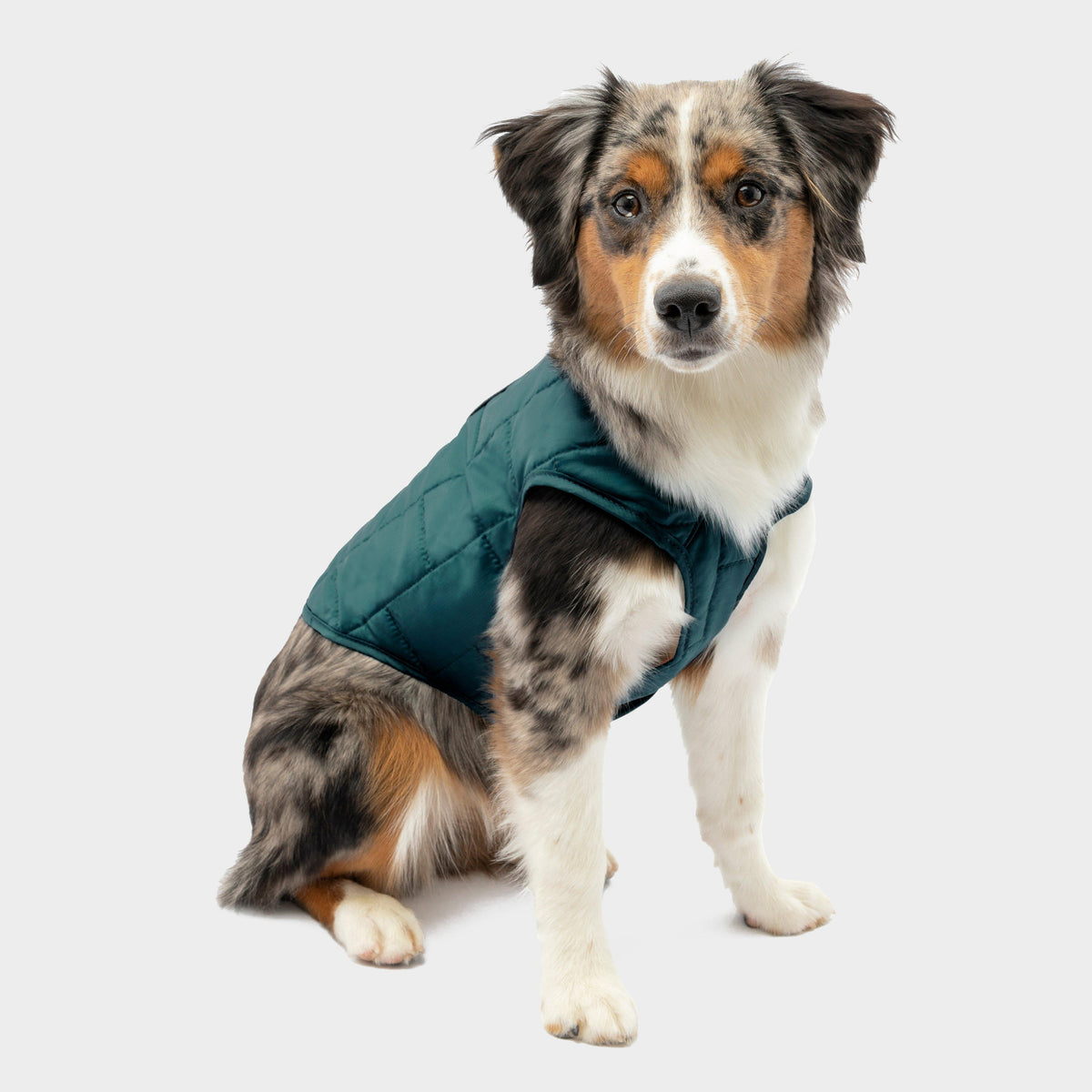 Loft Dog Jacket Blue/Sea
