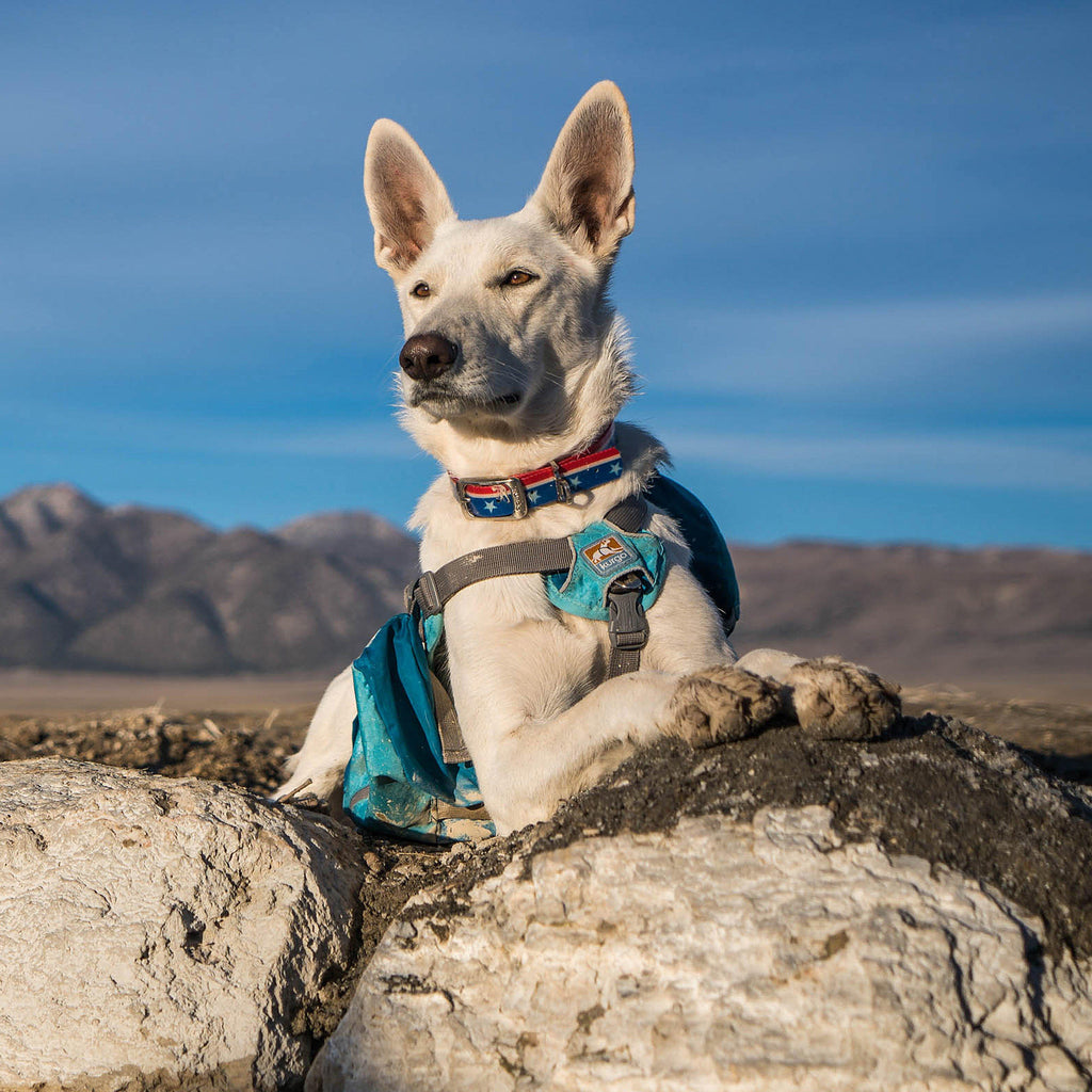 Baxter Dog Backpack Blue