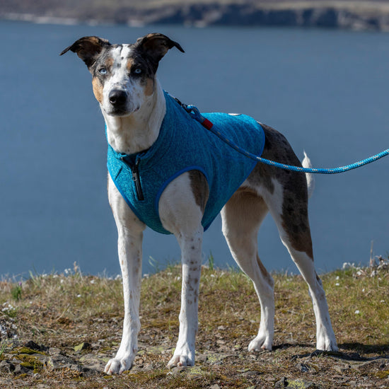 Core Sweater Heather Blue