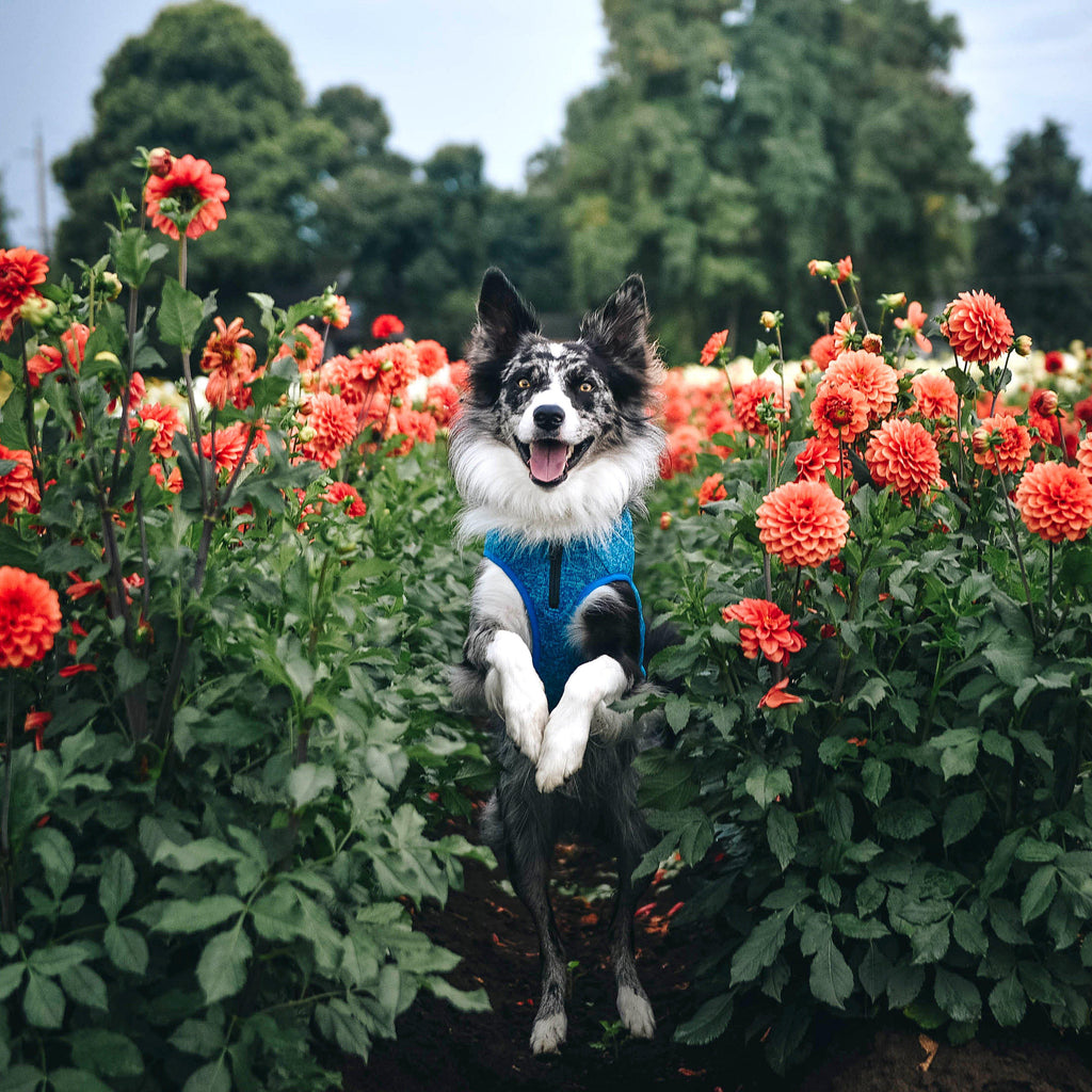 Core Sweater Heather Blue
