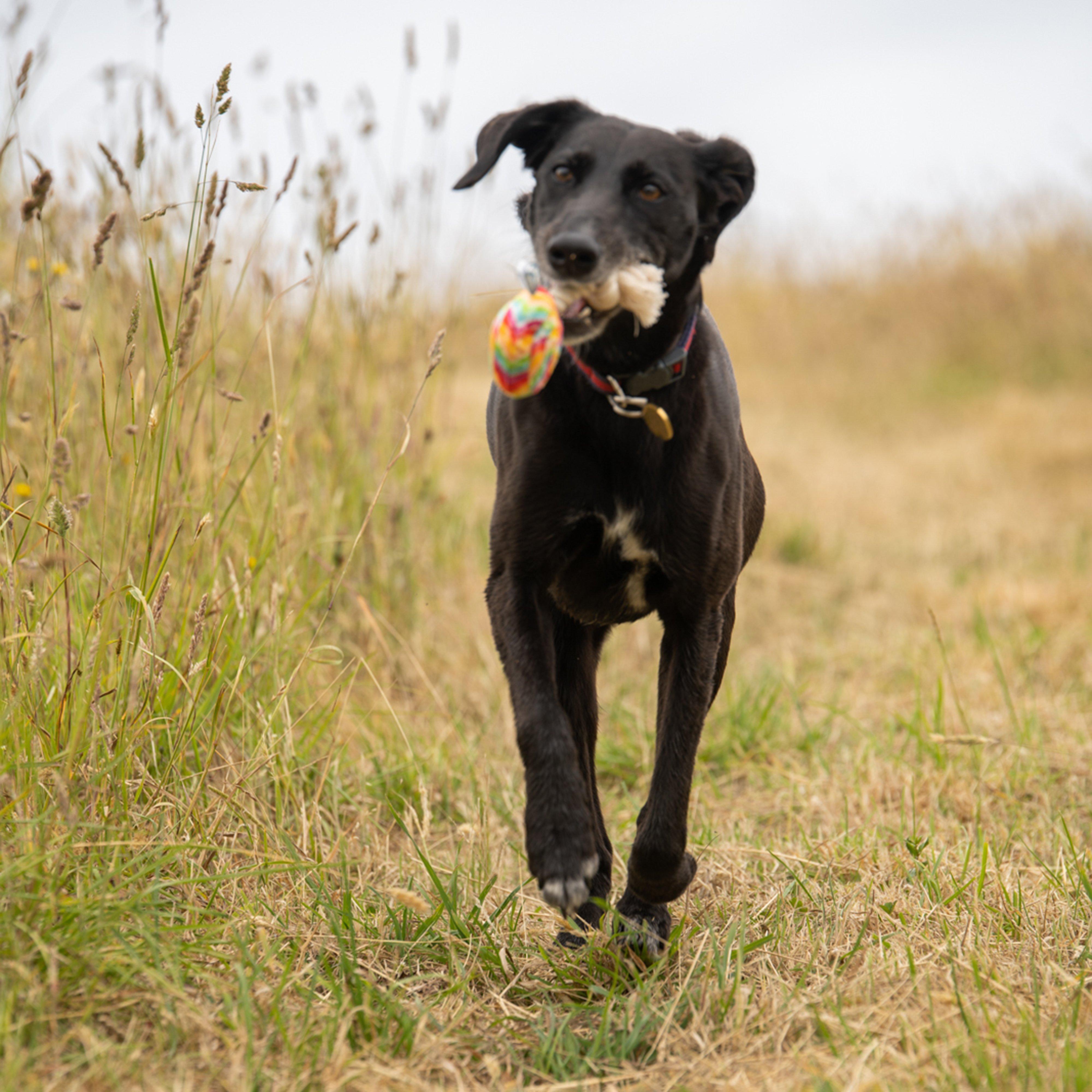 Lilly Lollipop Plush & Rope Dog Toy