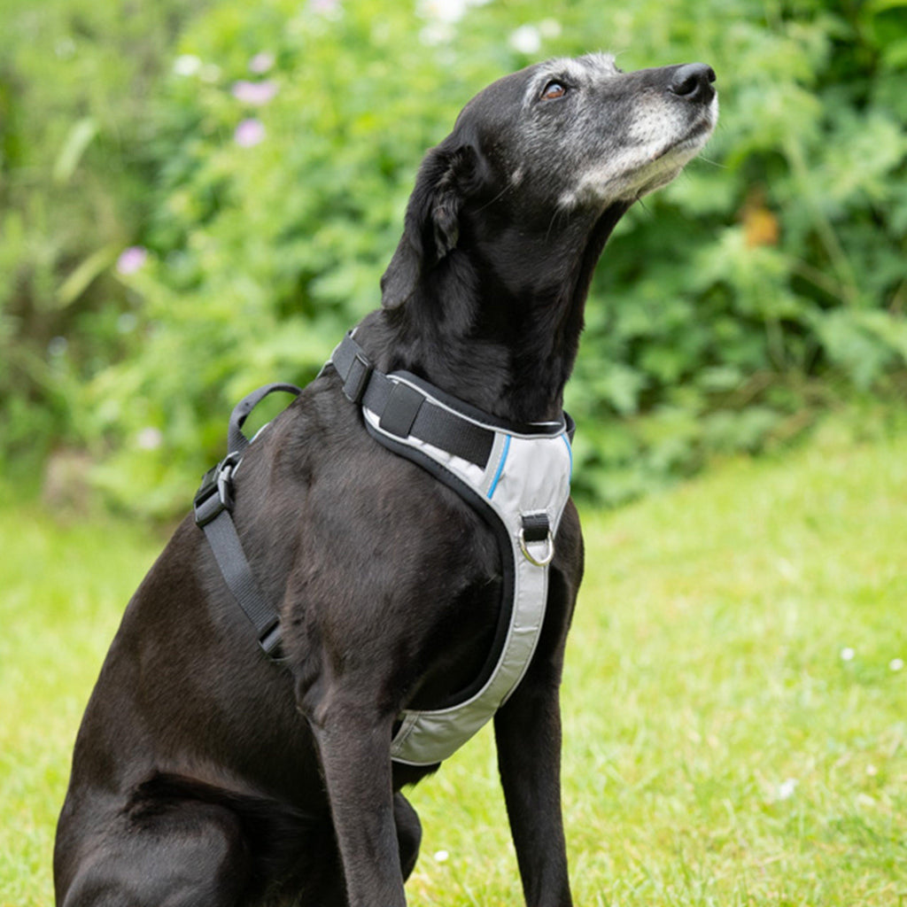 Outdoor Paws Adventure Dog Harness Silver/Grey L