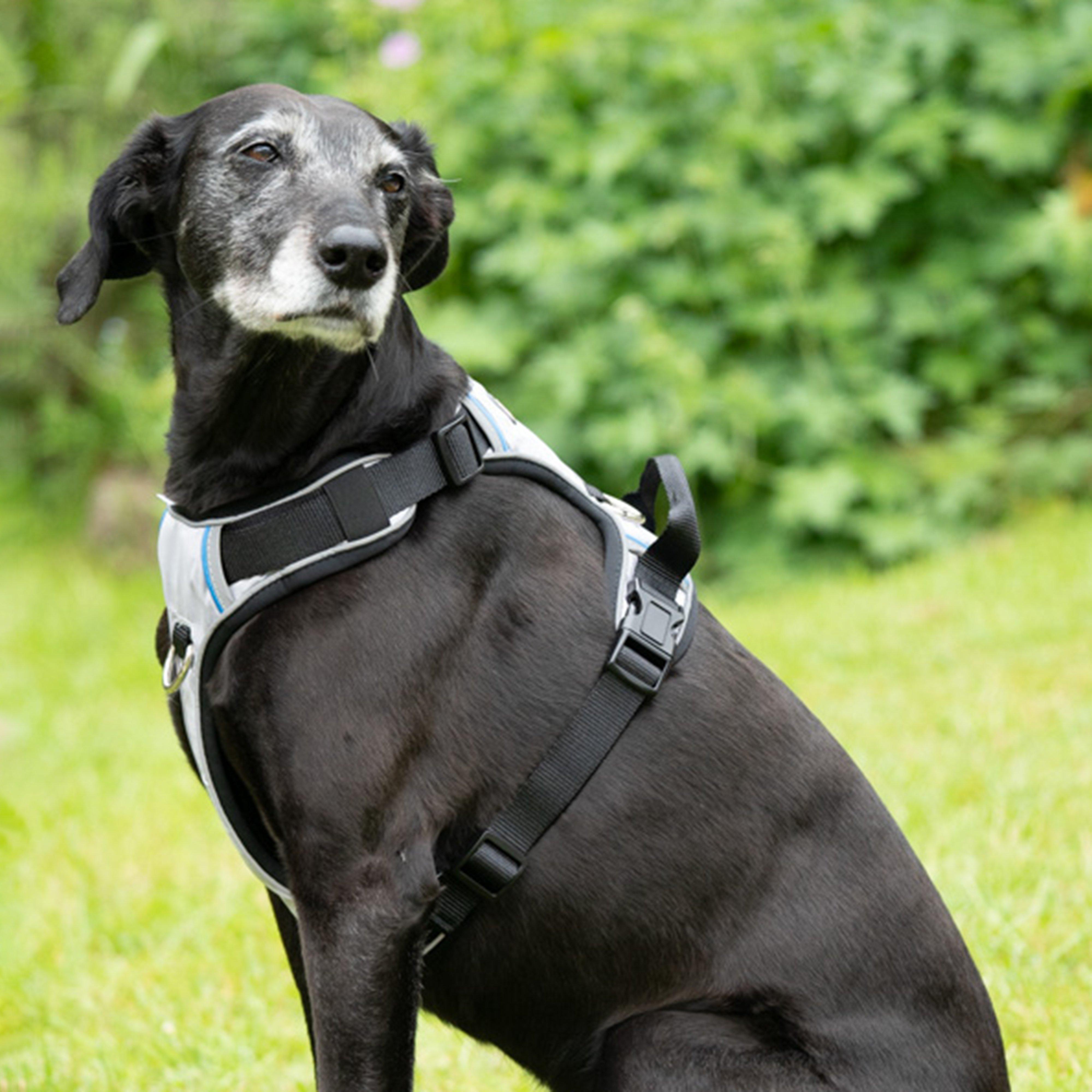 Outdoor Paws Adventure Dog Harness Silver/Grey L