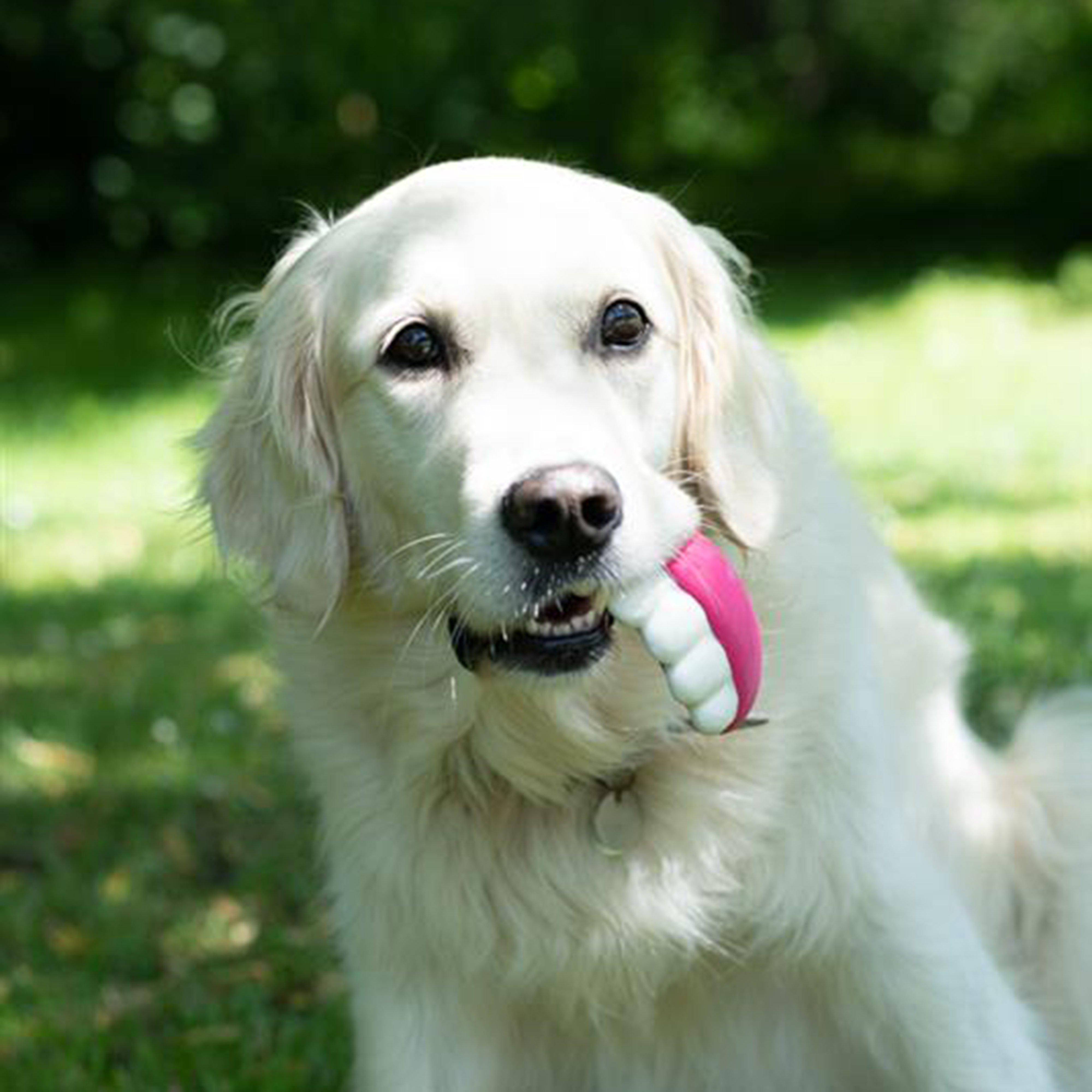 Pearly White Teeth Sweet Latex Dog Toy