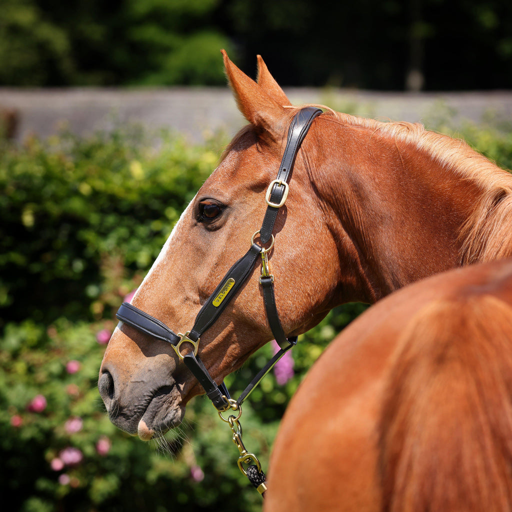 GARA Leather Headcollar Black