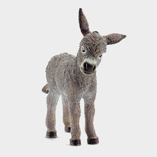 Donkey Foal