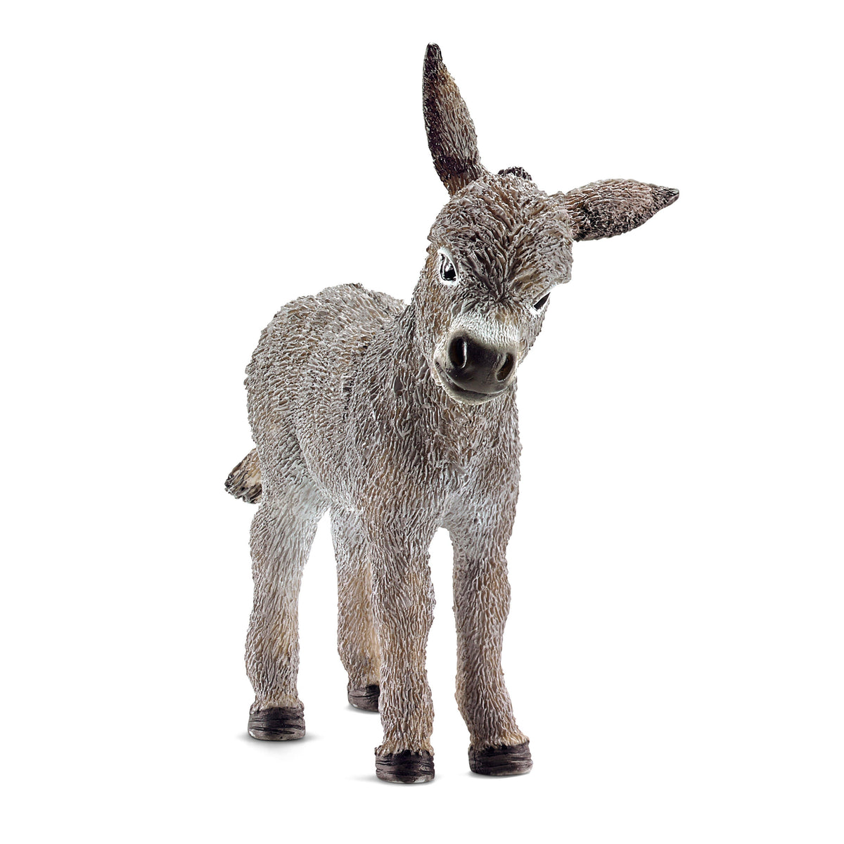 Donkey Foal