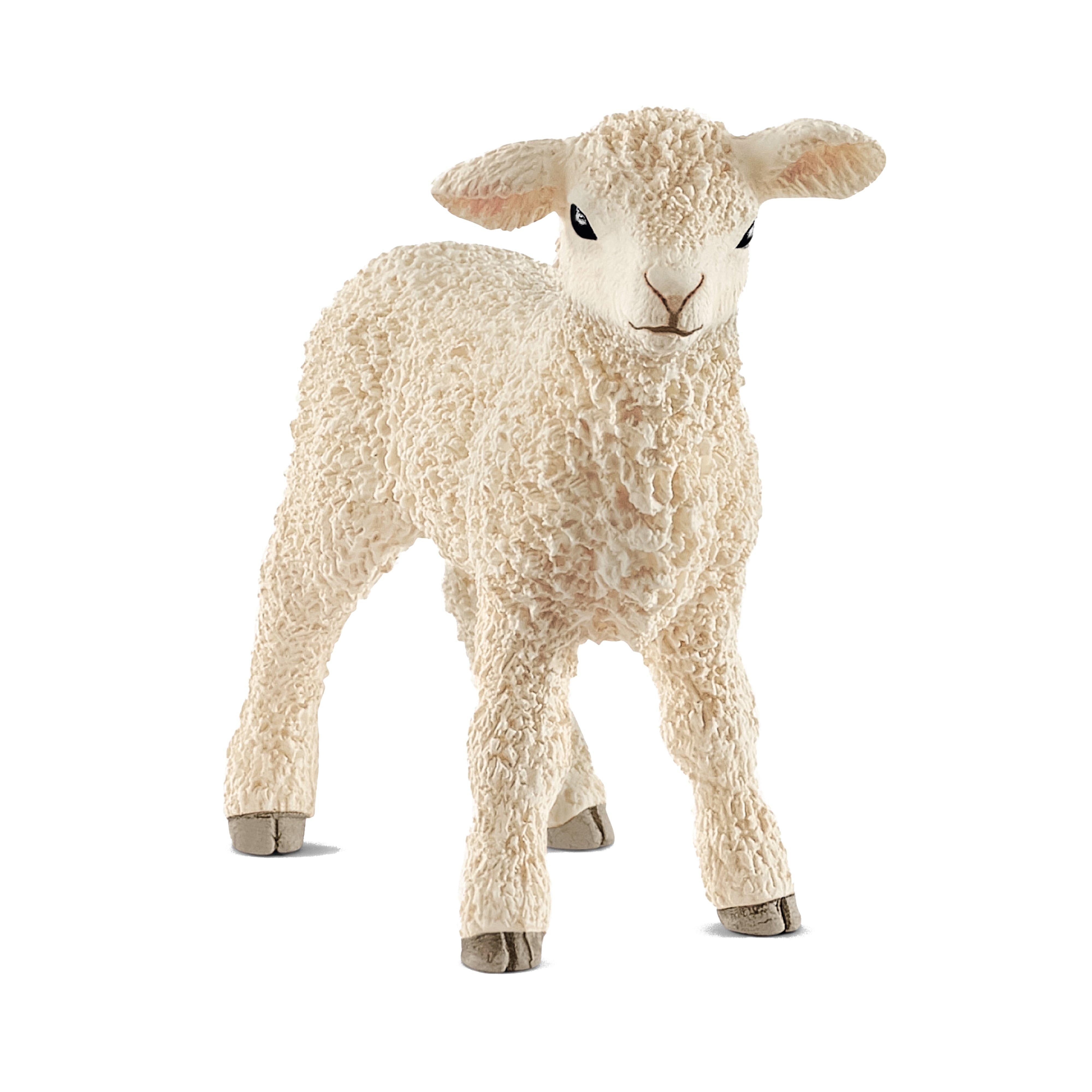 Lamb