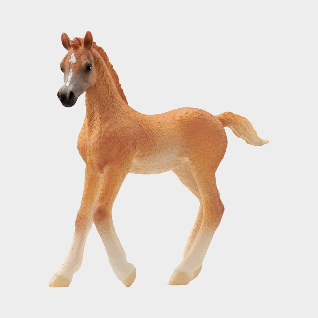 Arabian Foal