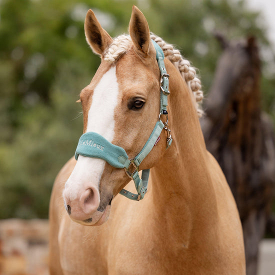 Vogue Headcollar & Leadrope Lagoon