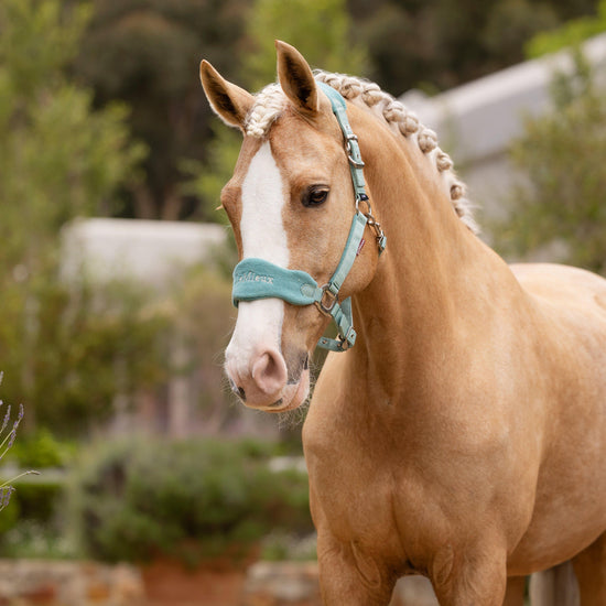 Vogue Headcollar & Leadrope Lagoon