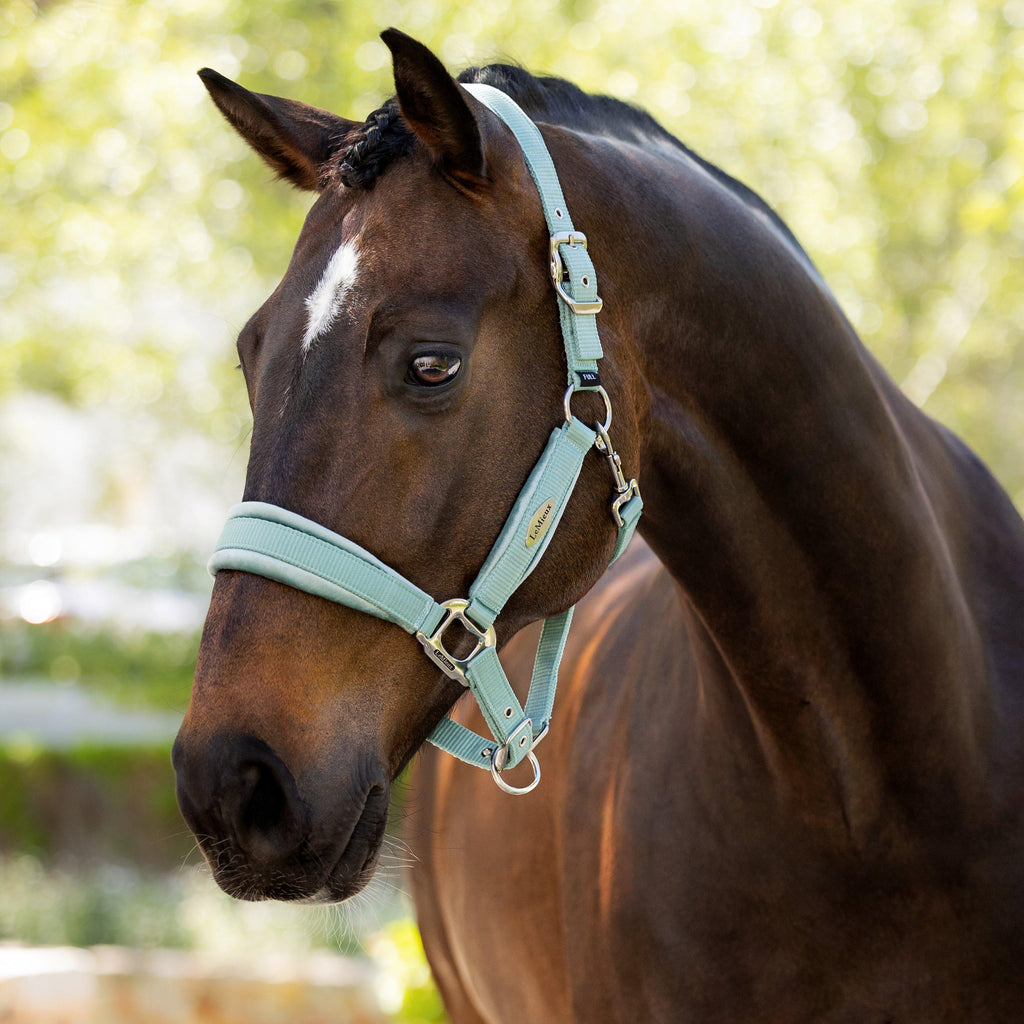 Versailles Headcollar Aqua