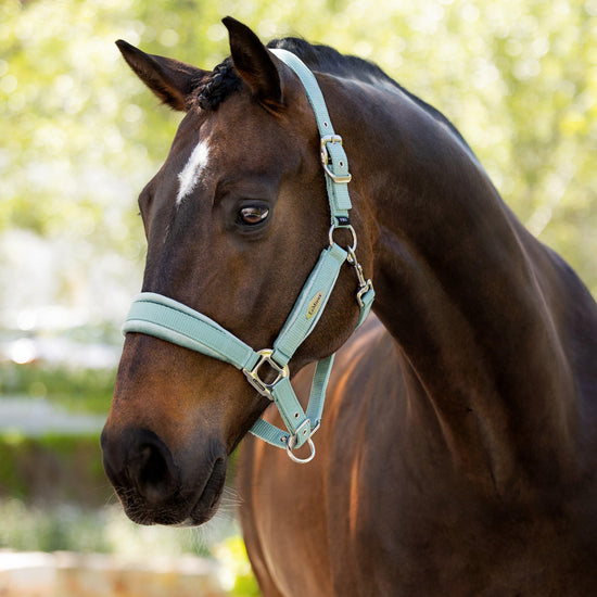 Versailles Headcollar Aqua