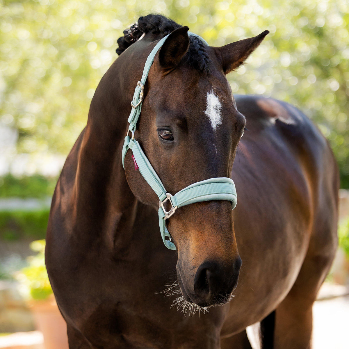 Versailles Headcollar Aqua