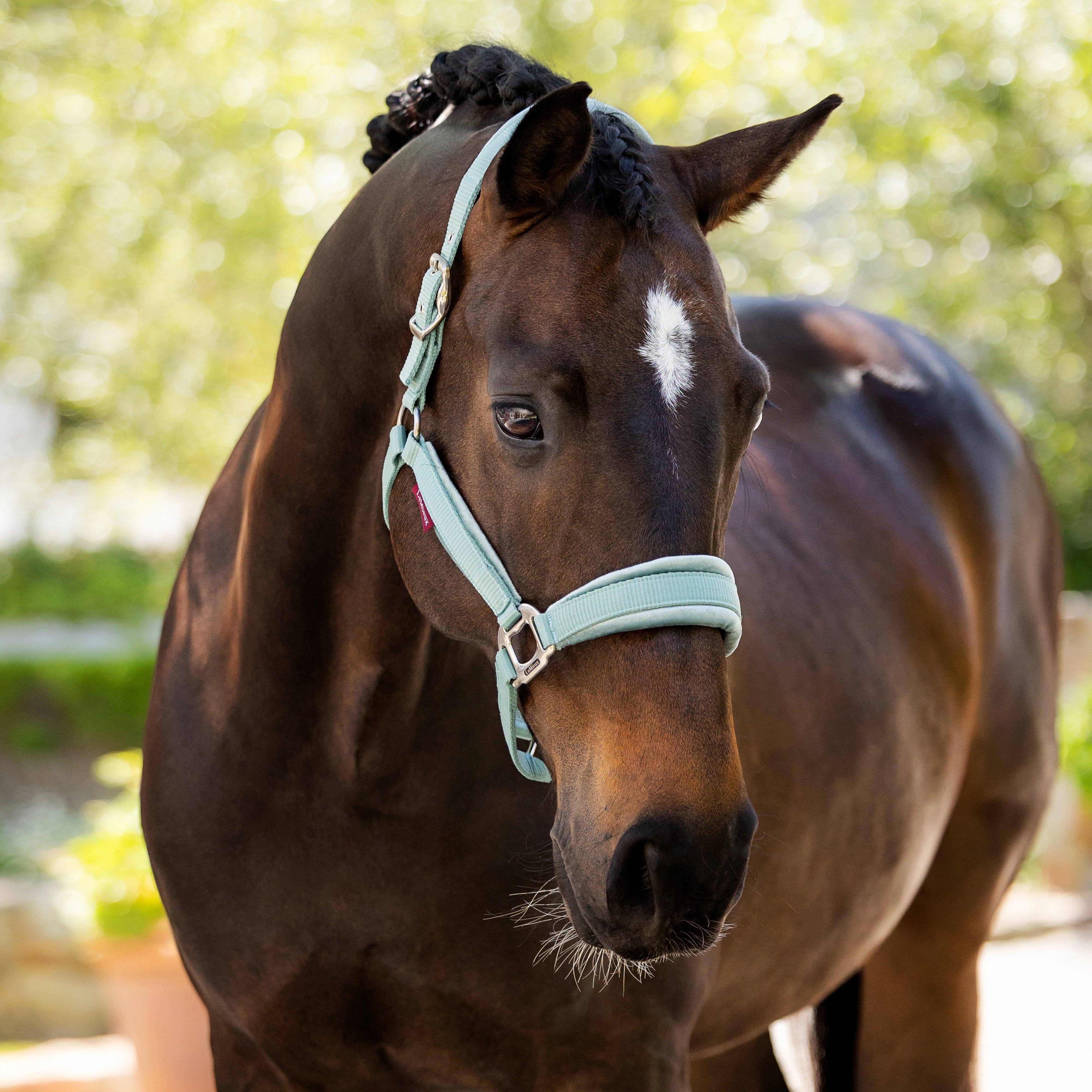 Versailles Headcollar Aqua
