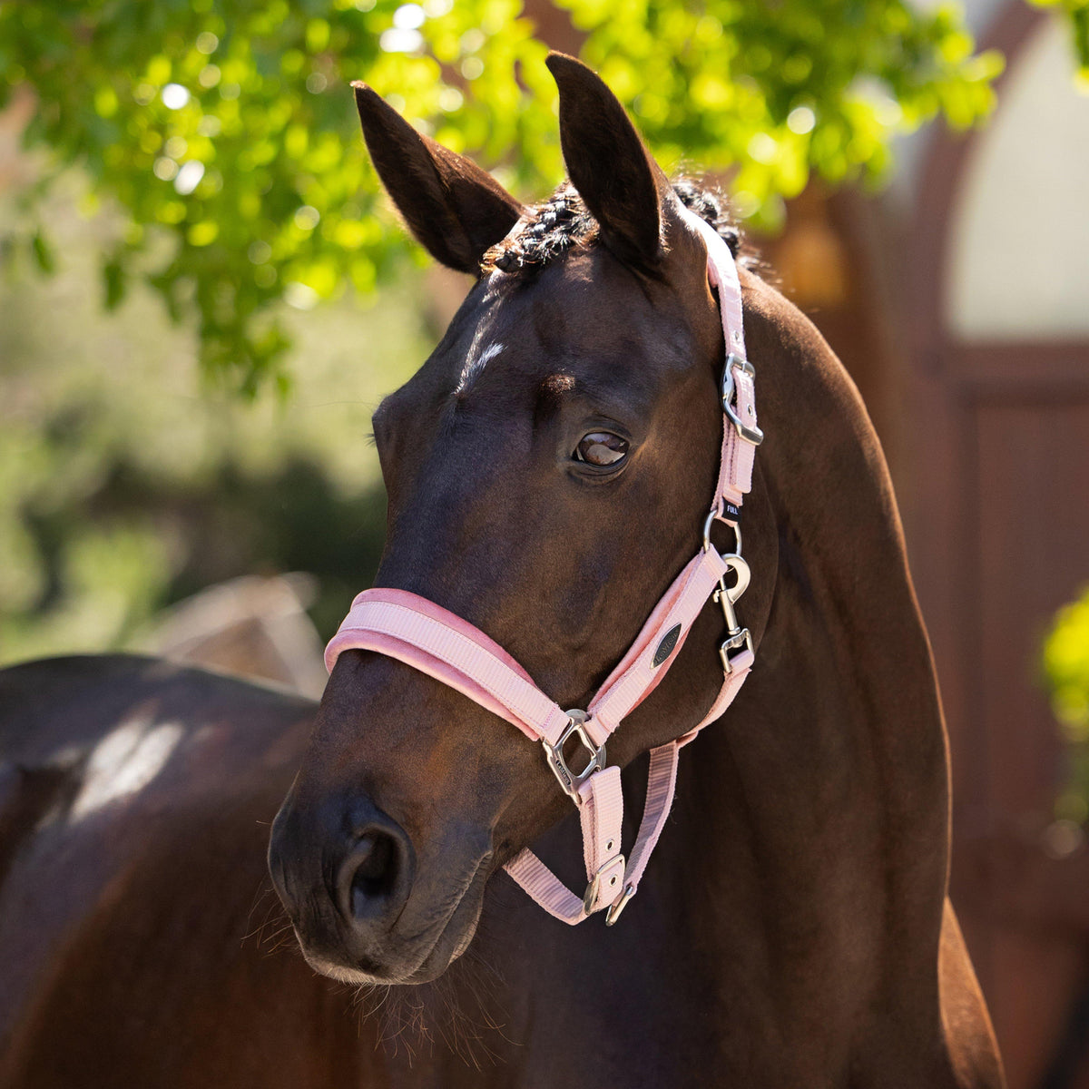 Versailles Headcollar Blossom