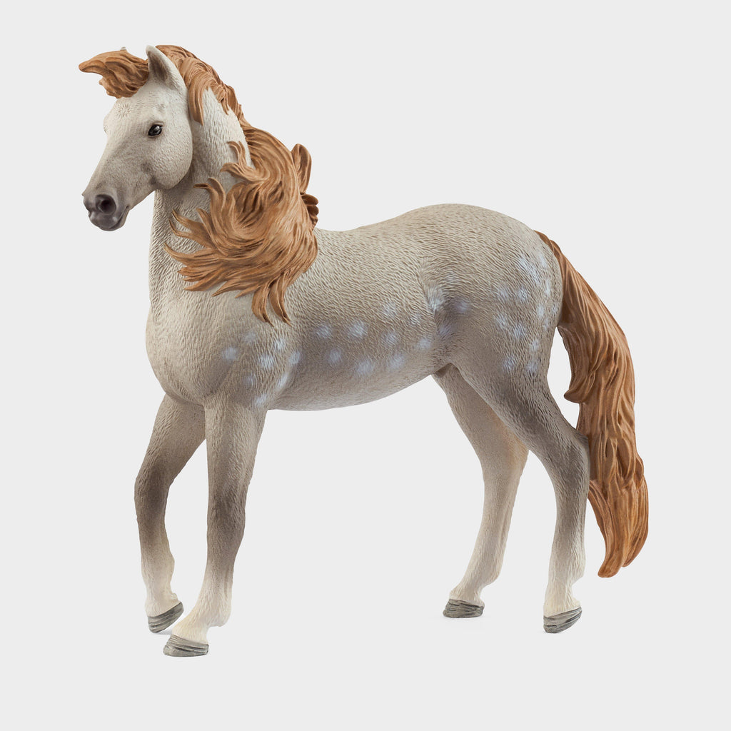 Andalusian Stallion