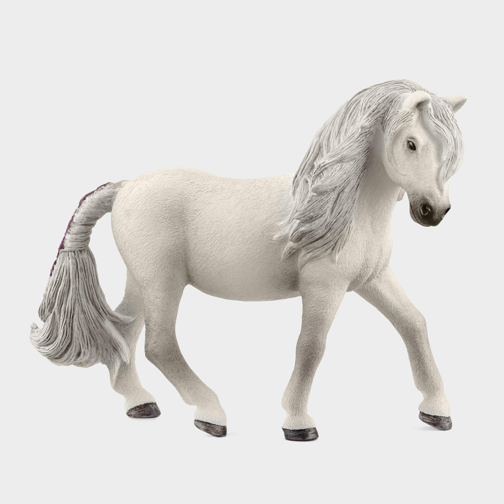 Icelandic Pony Mare