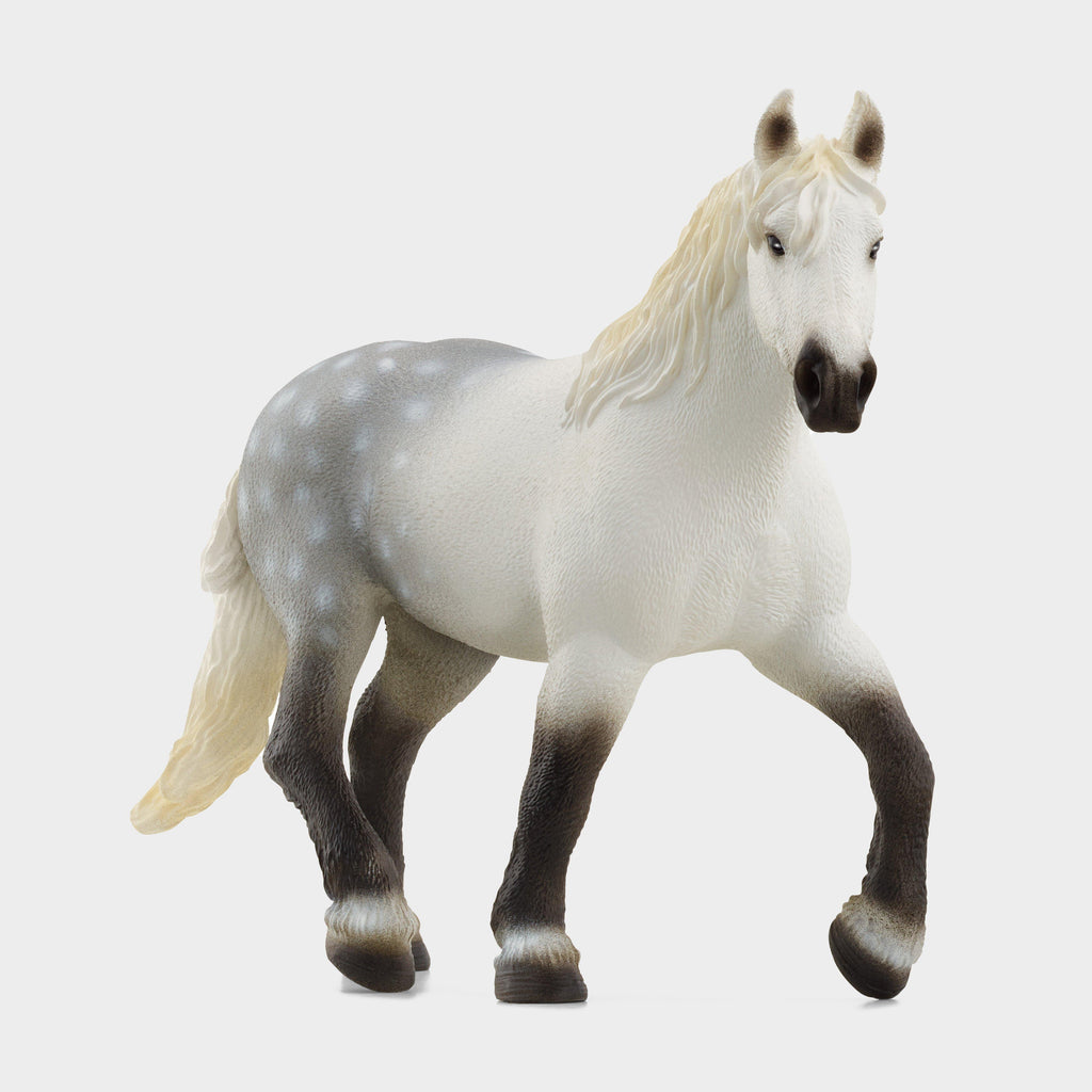 Percheron Mare