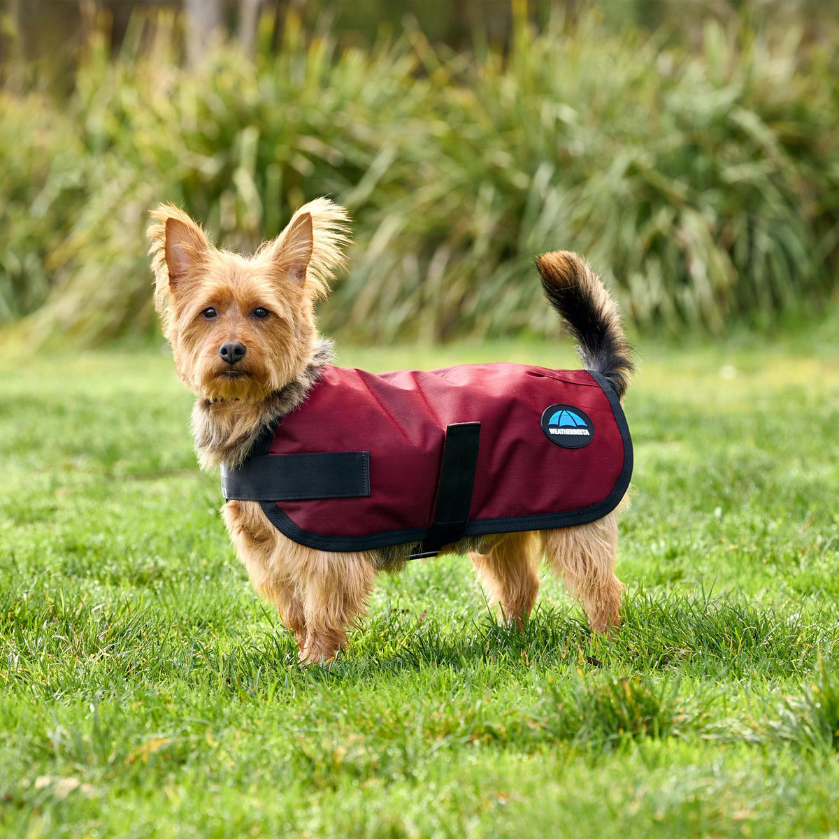 ComFiTec Classic Waterproof Dog Coat Burgundy