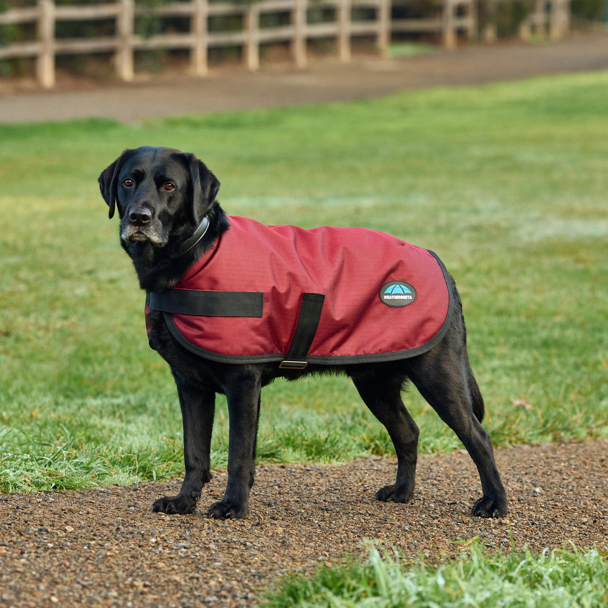 ComFiTec Classic Waterproof Dog Coat Burgundy