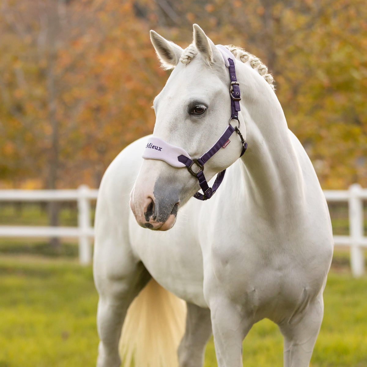 Vogue Headcollar & Leadrope Damson