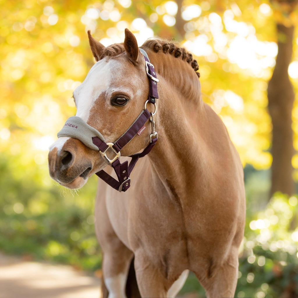Mini Vogue Headcollar and Leadrope Damson