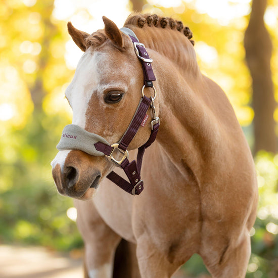 Mini Vogue Headcollar and Leadrope Damson