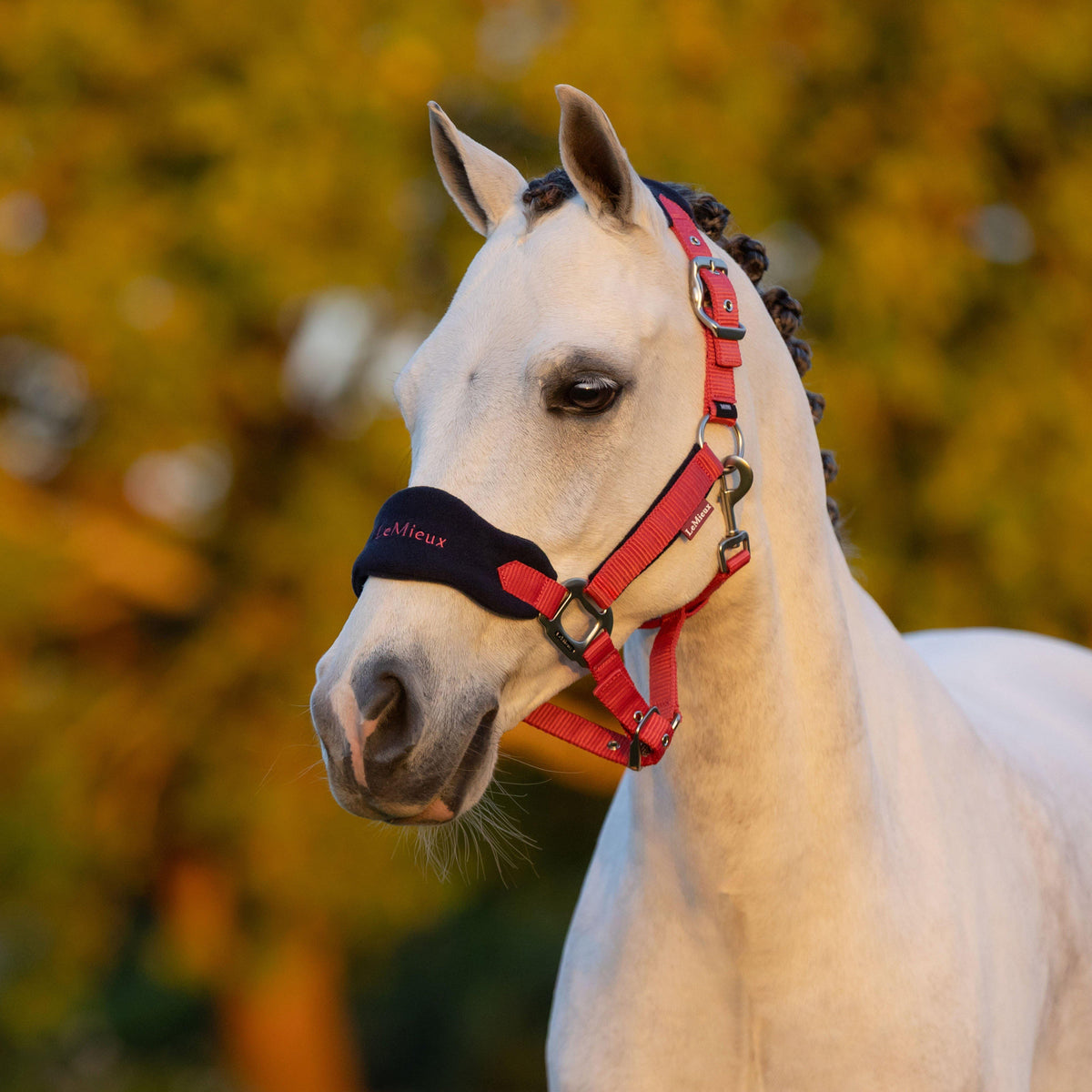 Mini Vogue Headcollar and Leadrope Cranberry