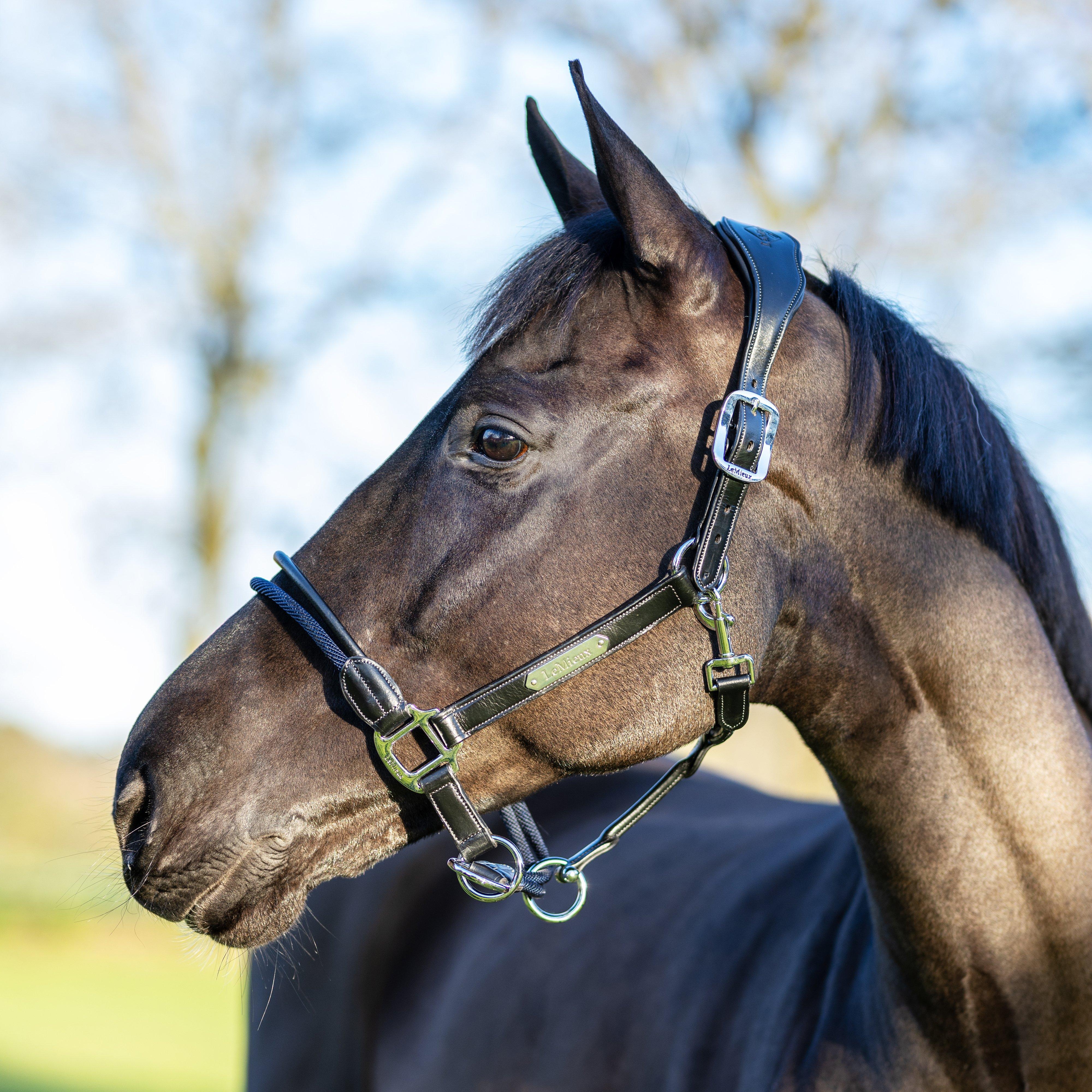 Rope Control Headcollar Black