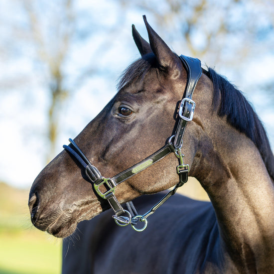 Rope Control Headcollar Black