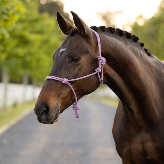 Rope Headcollar Fondant