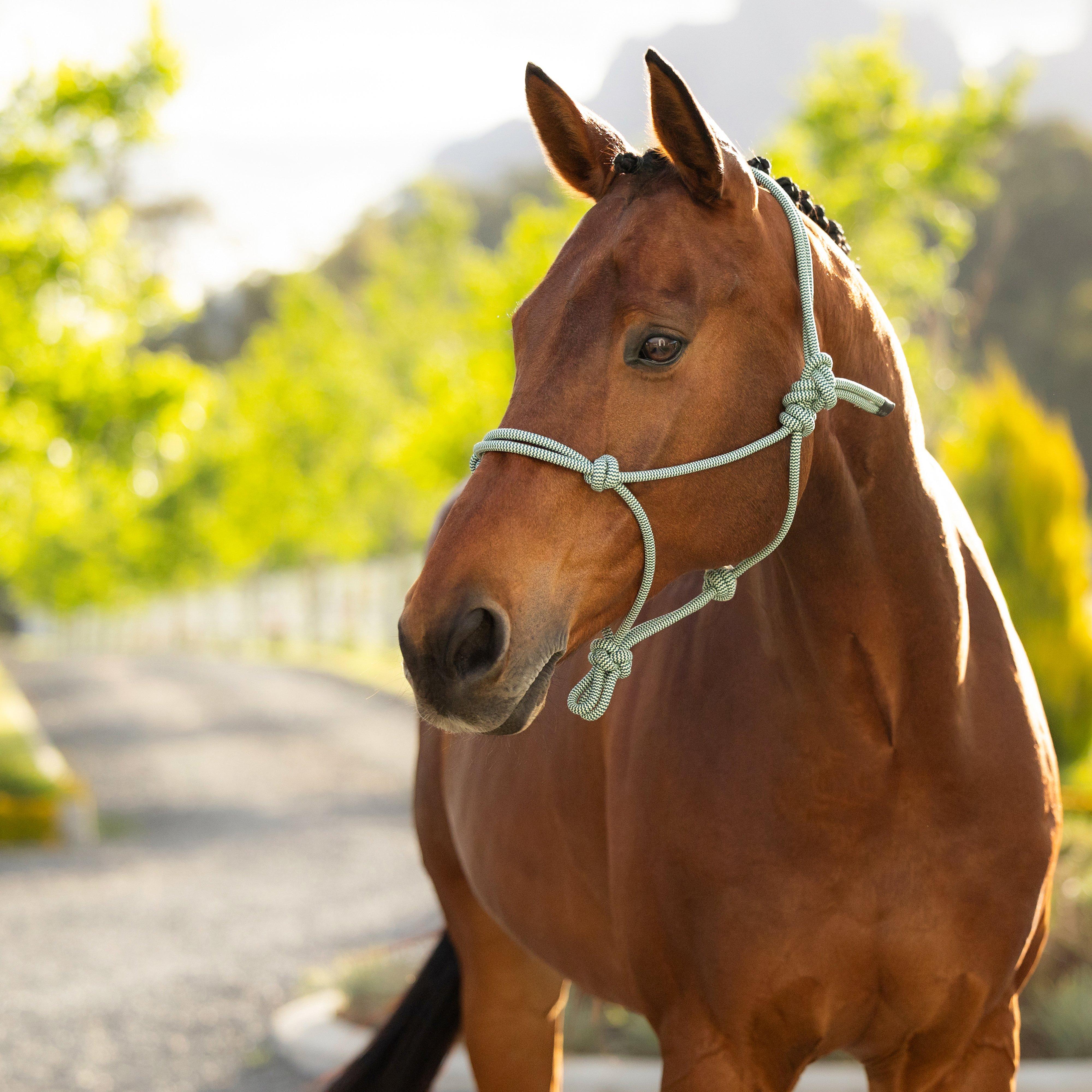 Rope Headcollar Macaron