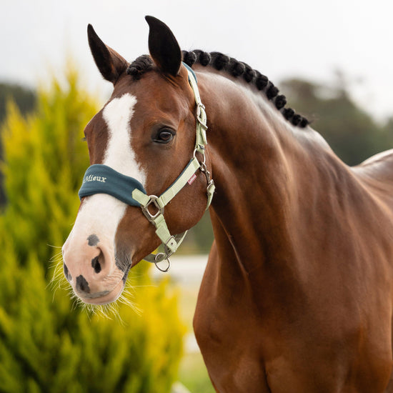 Vogue Headcollar & Leadrope Macaron