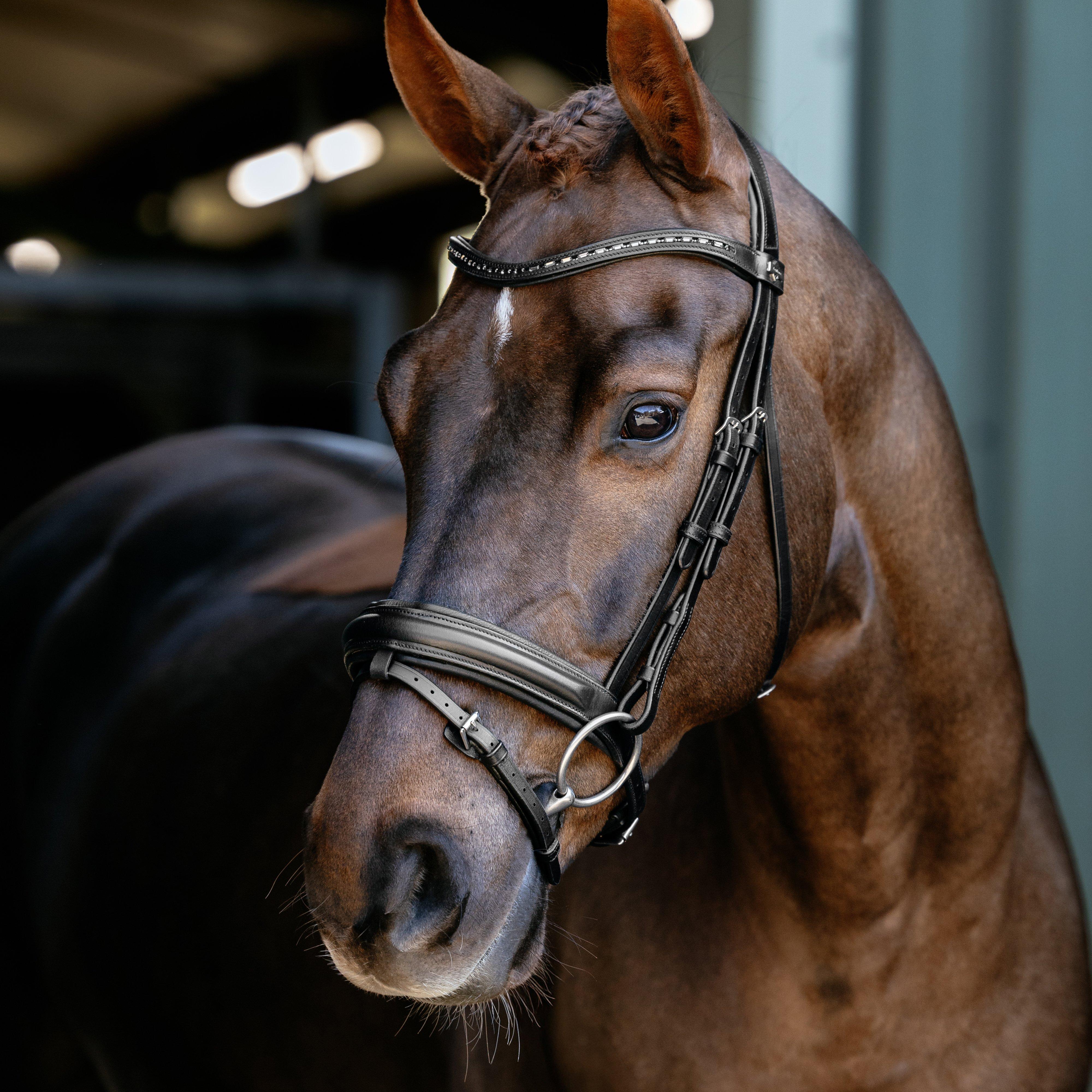 Arika Anatomic Dressage Bridle