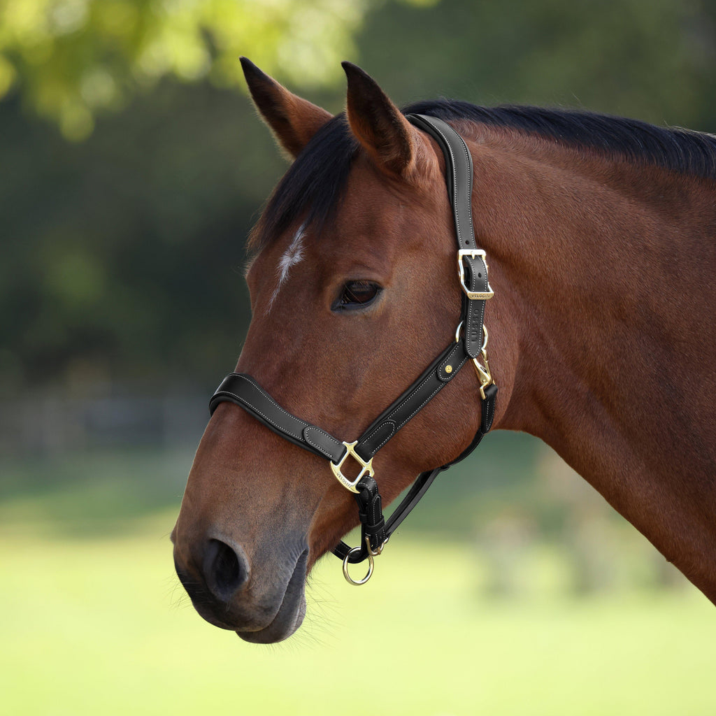 Lusso Lorca Leather Headcollar Black