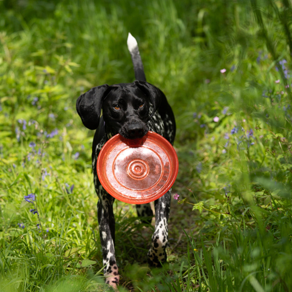 TPR Frisbee Dog Toy