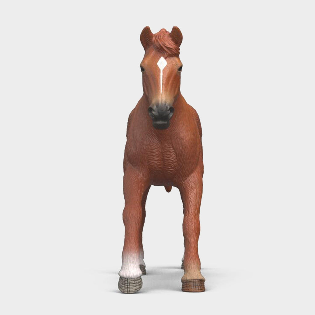 English Thoroughbred Stallion