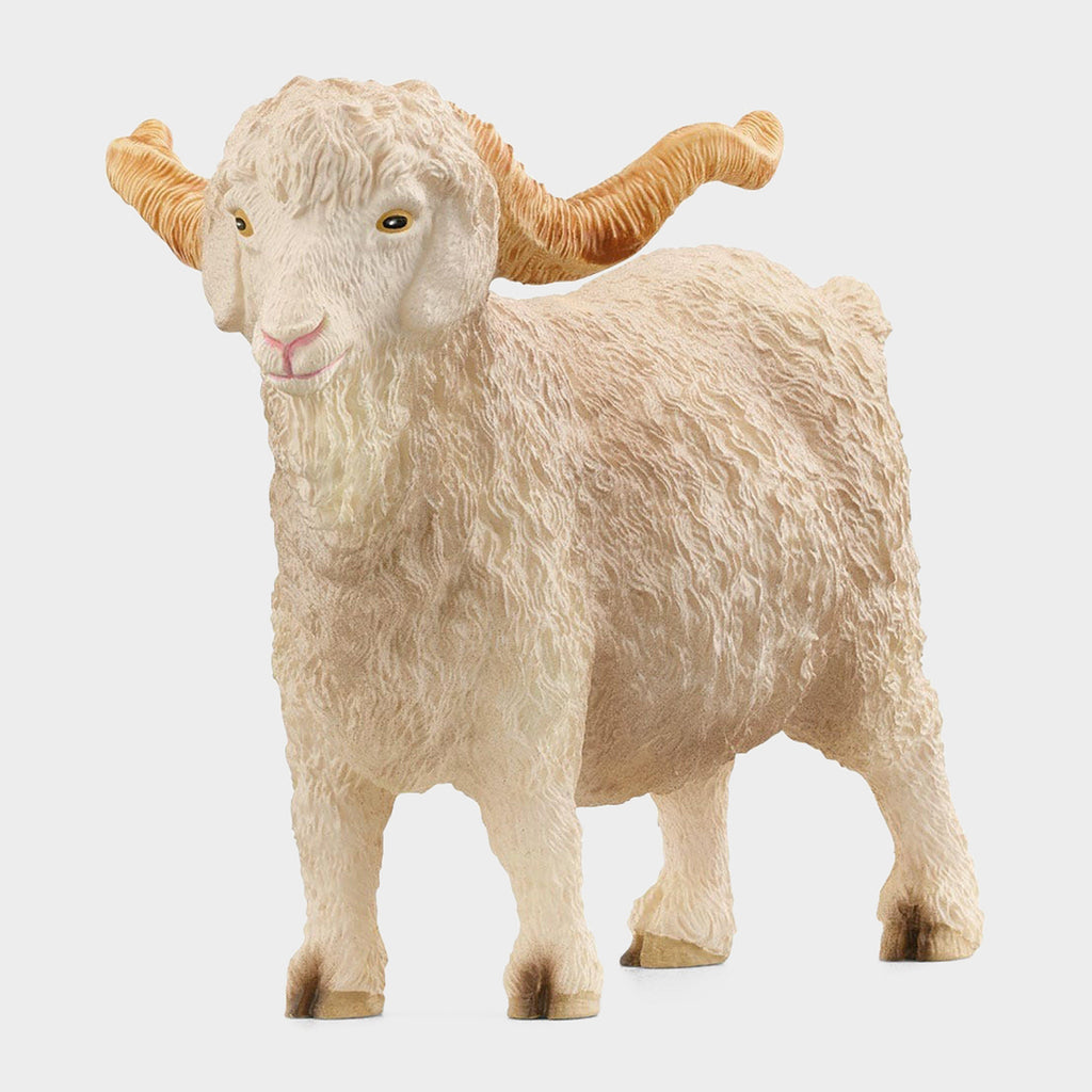 Angora Goat