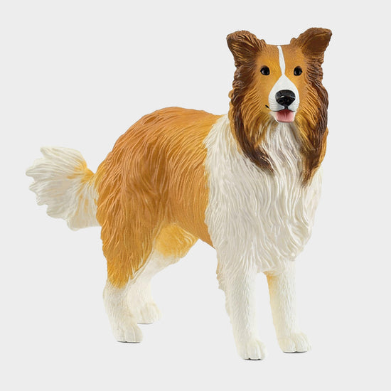 Collie Dog