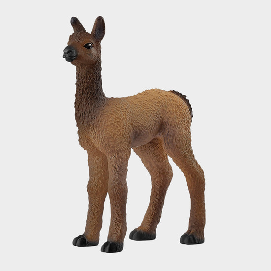 Llama Foal