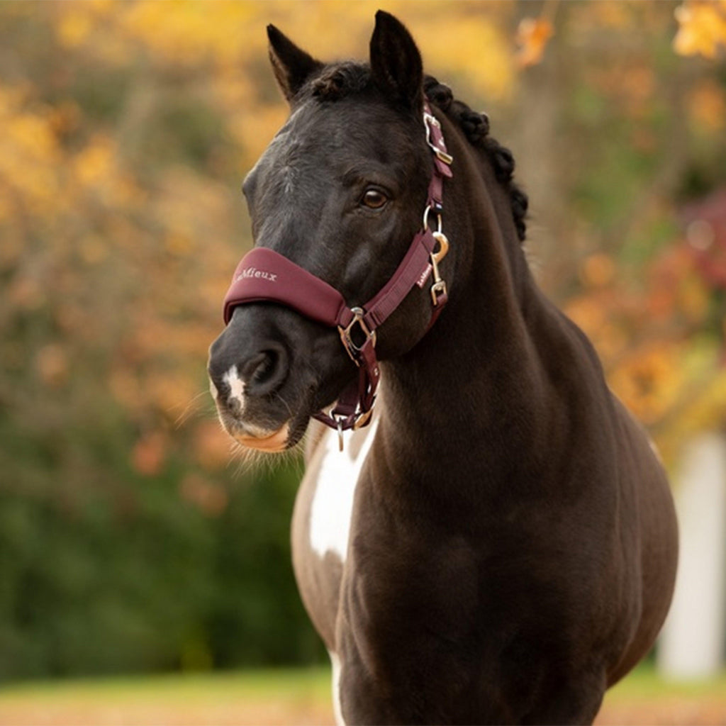 Breakway Vogue Headcollar & Leadrope