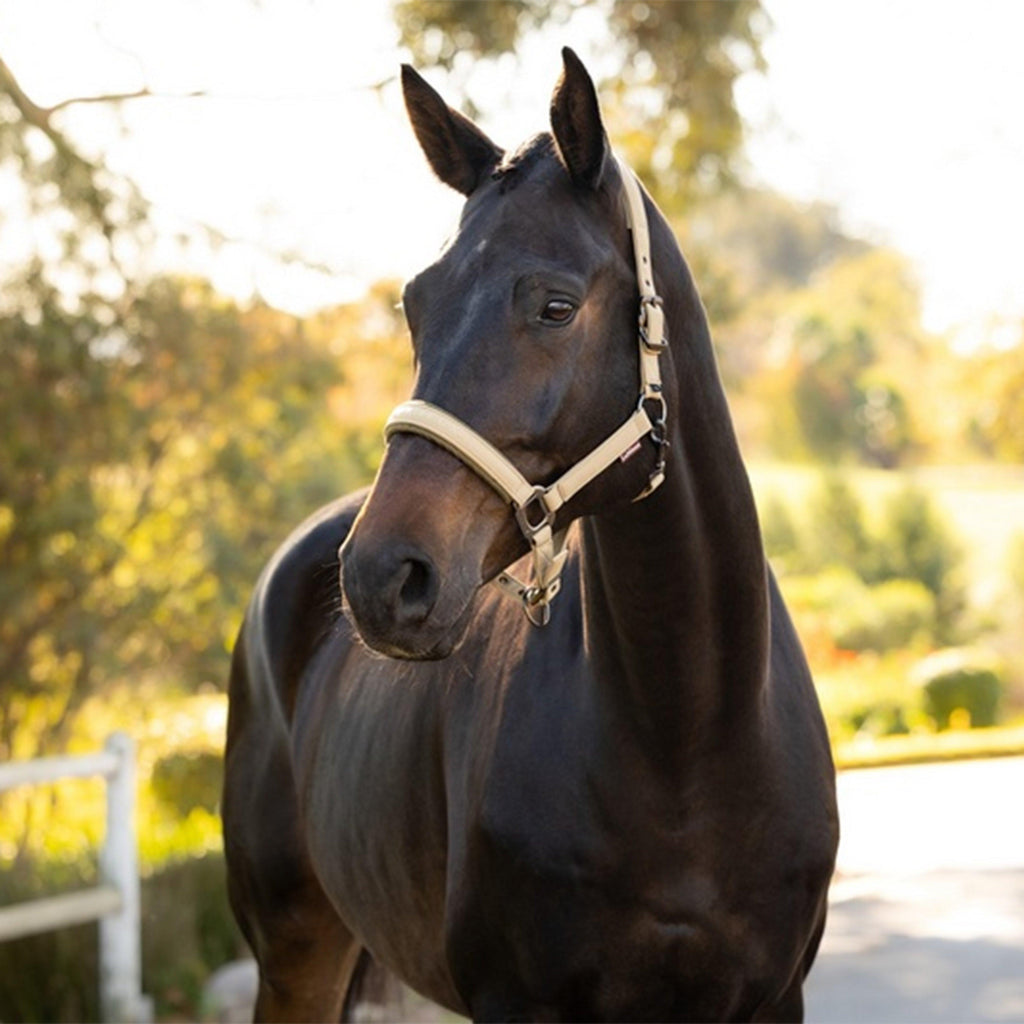 Essence Head Collar