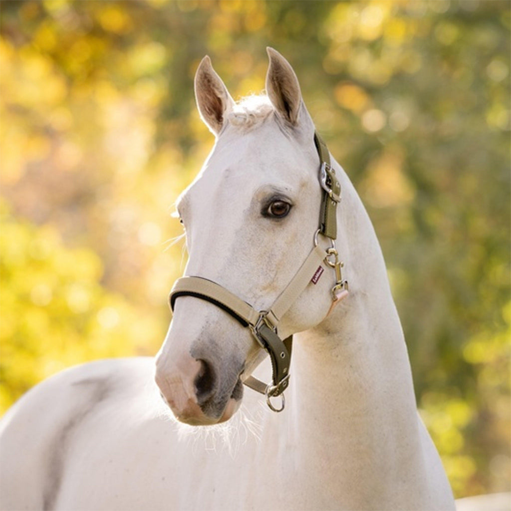 Medley Headcollar