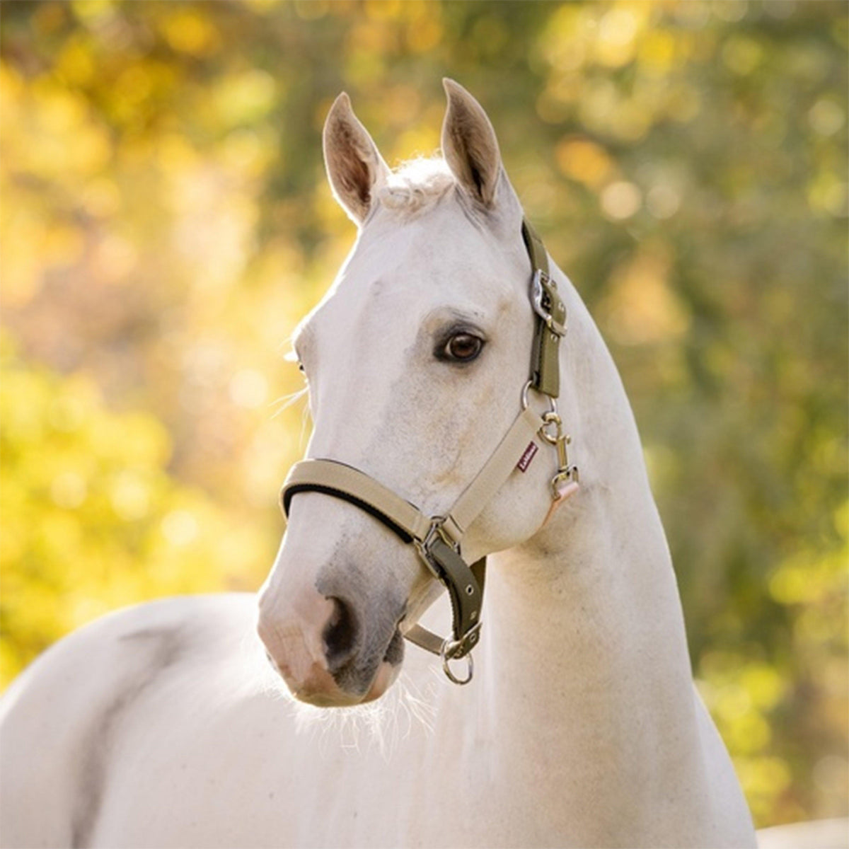 Medley Headcollar